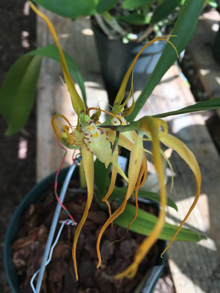 Brassia longissima